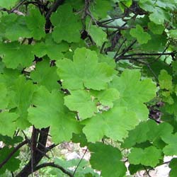 Erable  feuilles d'obier